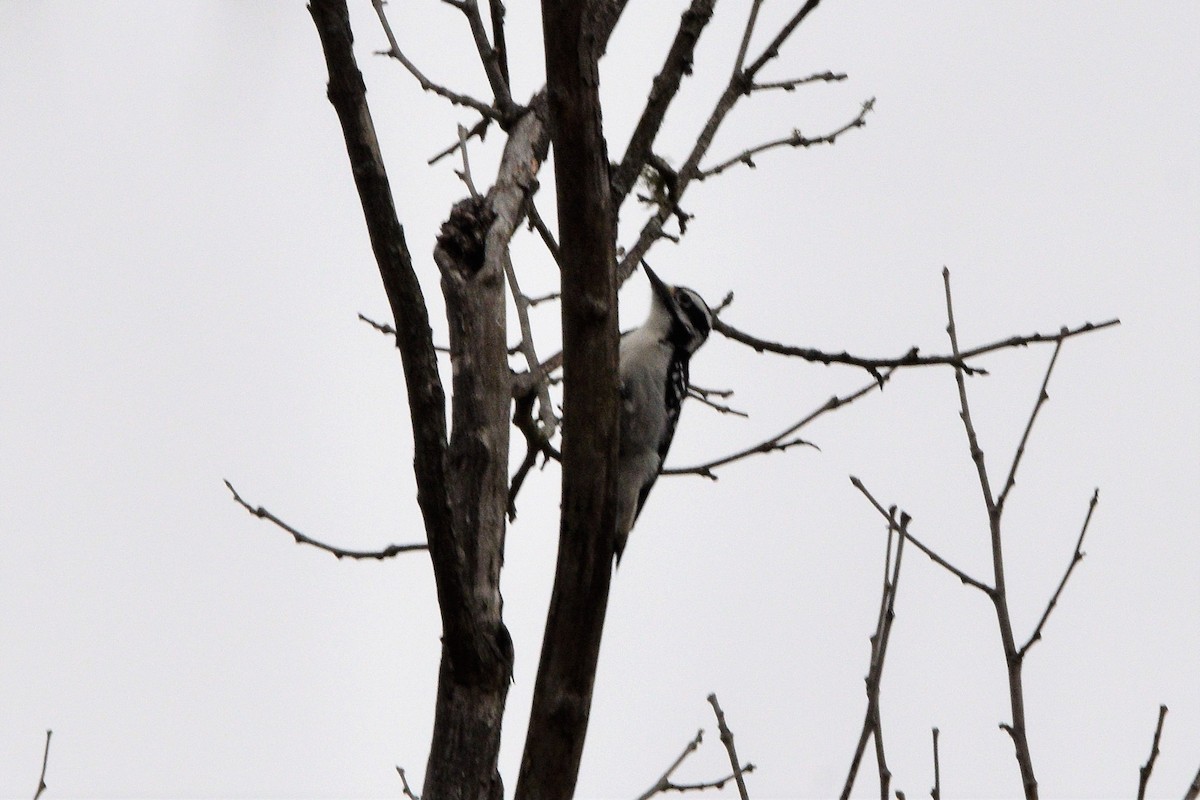 Hairy Woodpecker - ML425828121