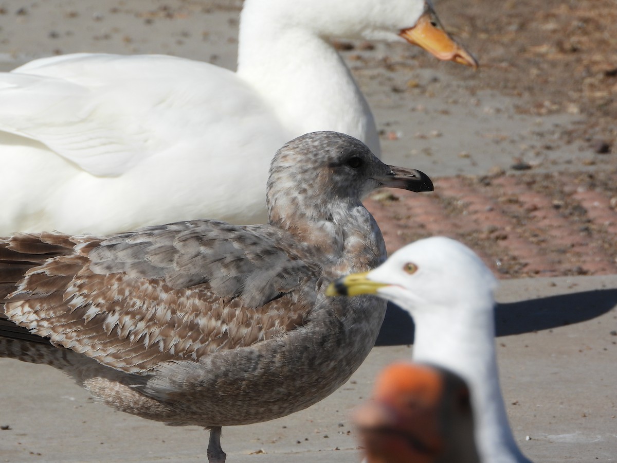 California Gull - ML425828451