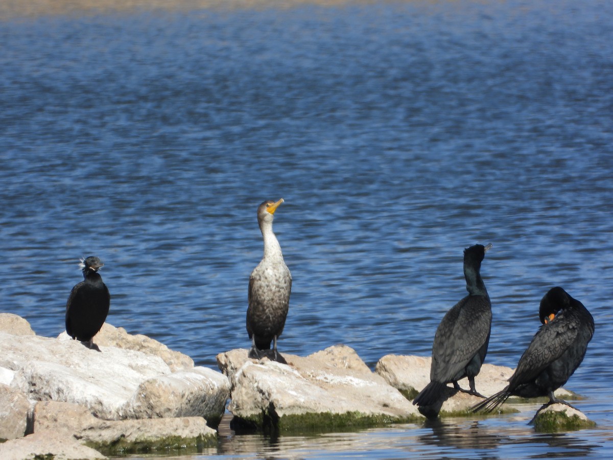 Neotropic Cormorant - ML425828561