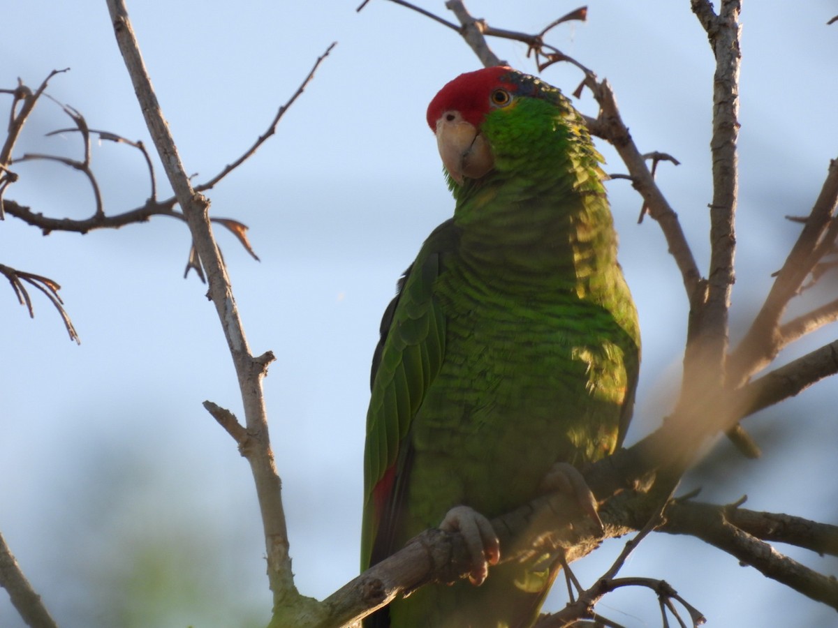 Red-crowned Parrot - ML425828981