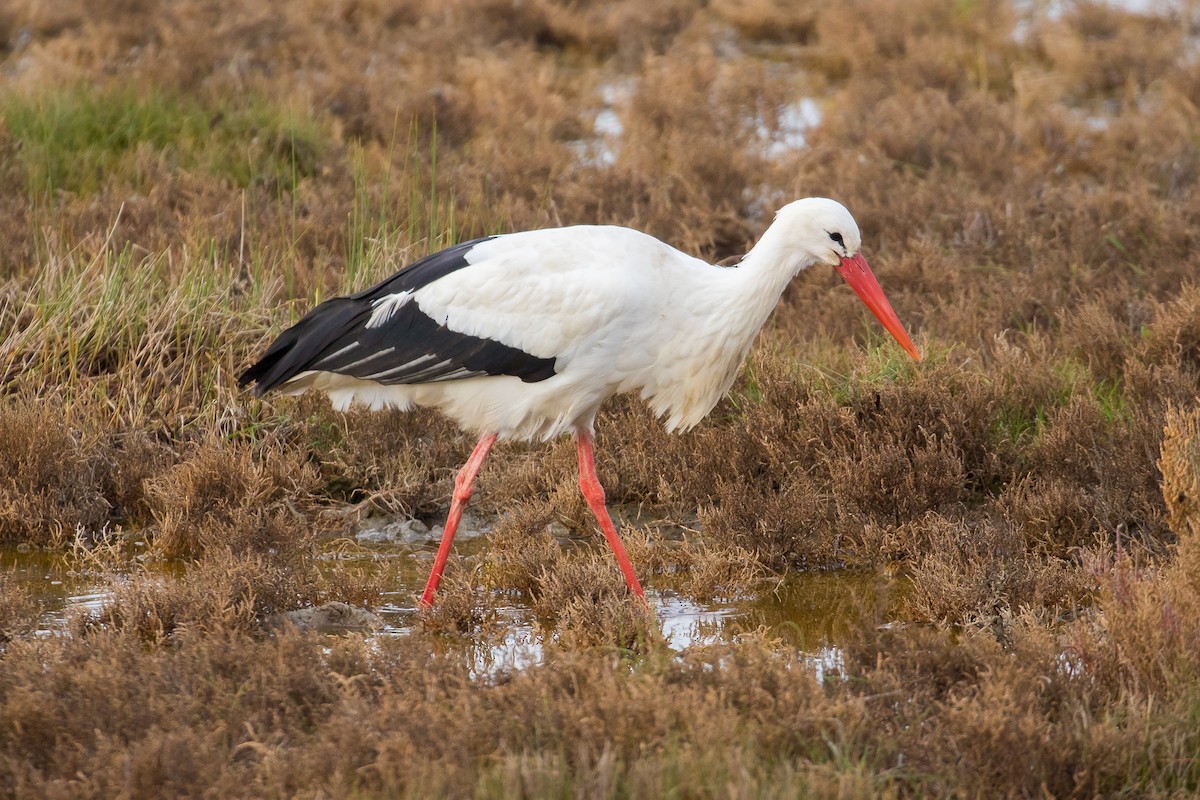 Cigogne blanche - ML42582911