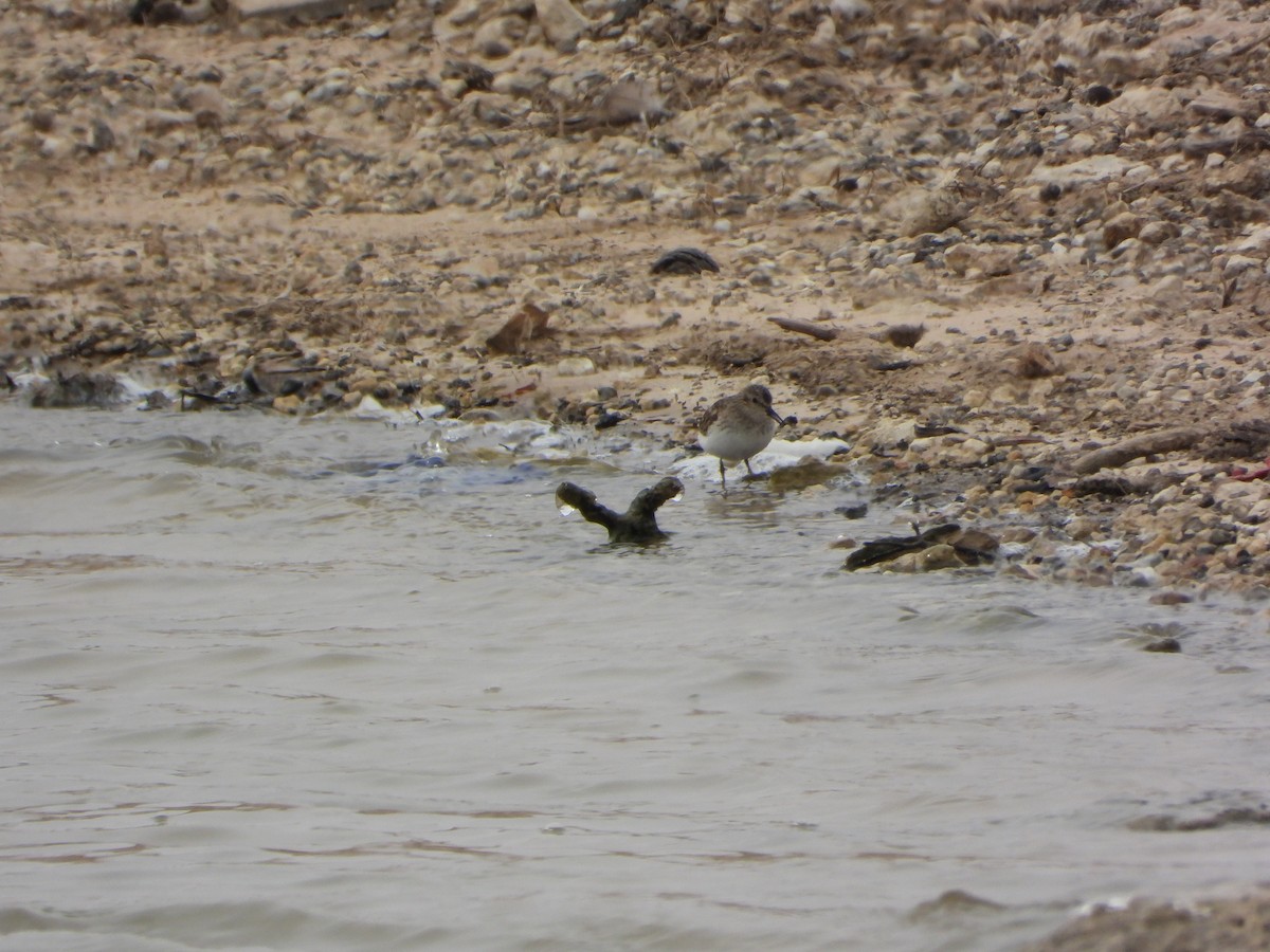 Least Sandpiper - ML425829541