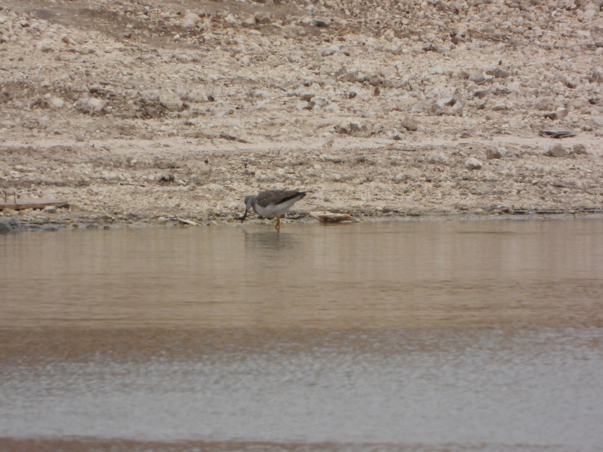 Greater Yellowlegs - ML425829841