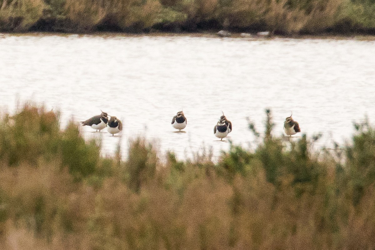 Northern Lapwing - ML42583001