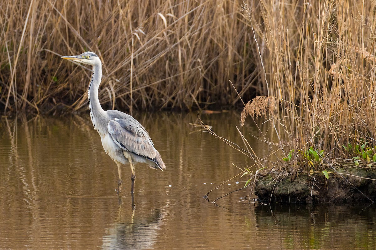 Gray Heron - ML42583011