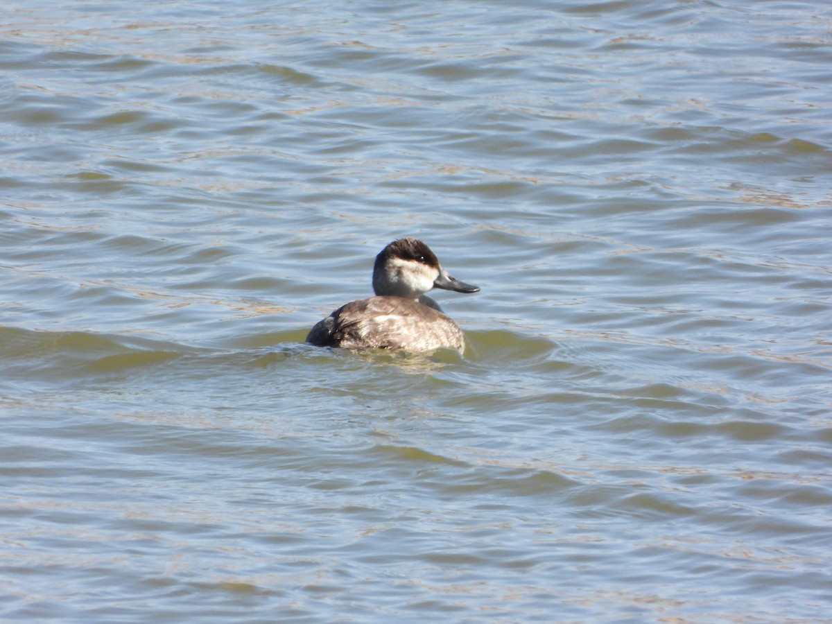 Ruddy Duck - ML425830371