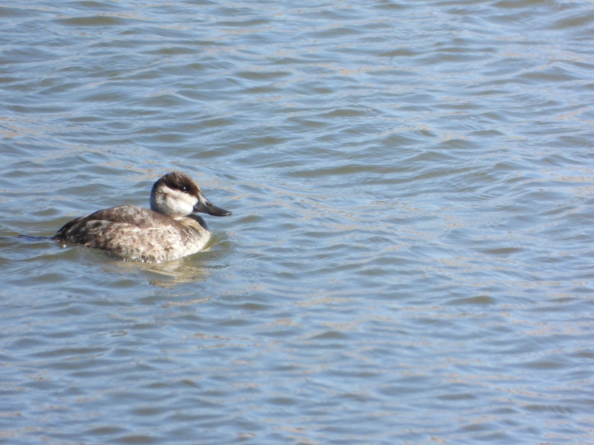Ruddy Duck - ML425830391
