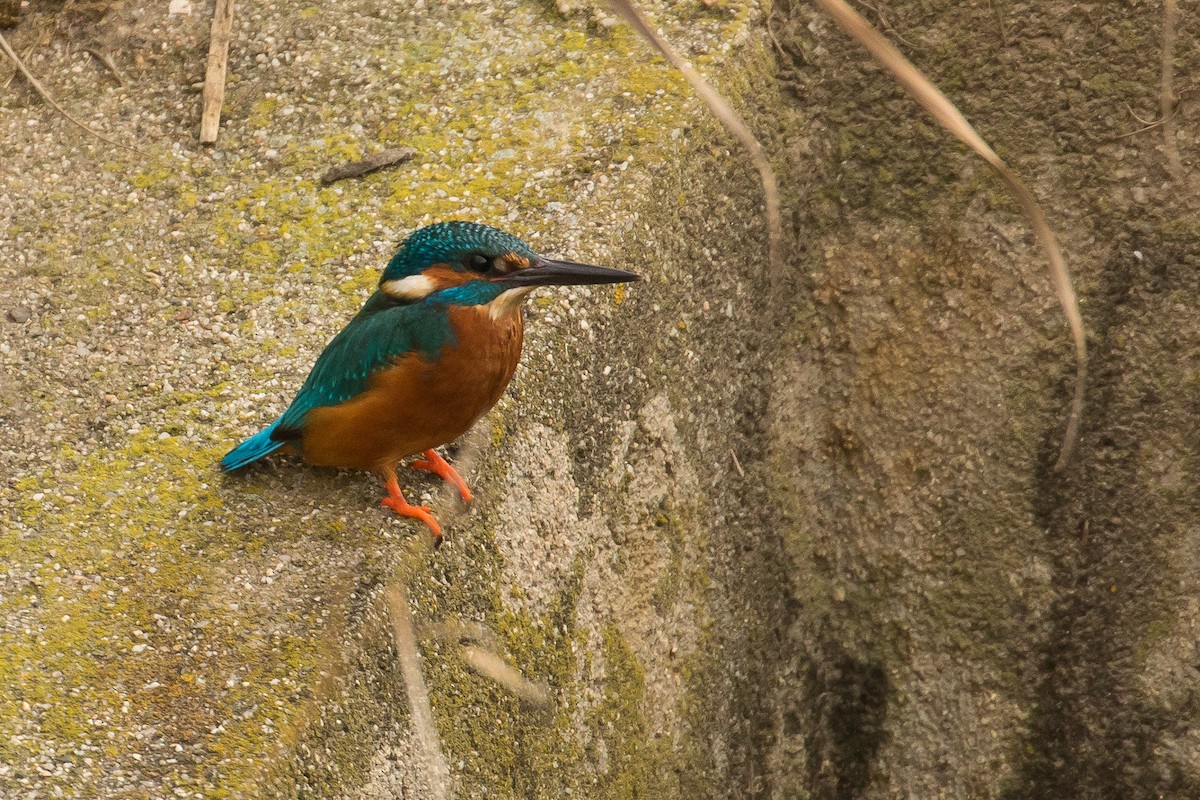 Common Kingfisher - ML42583041