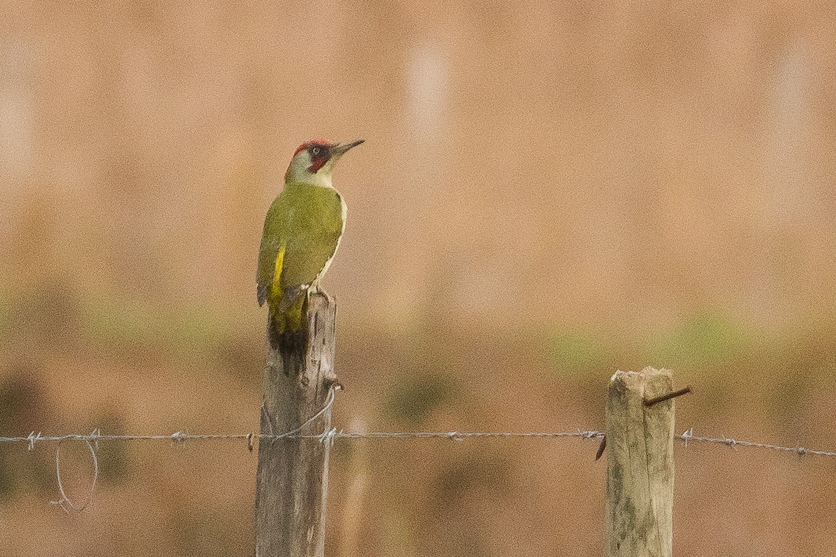 Eurasian Green Woodpecker - ML42583051