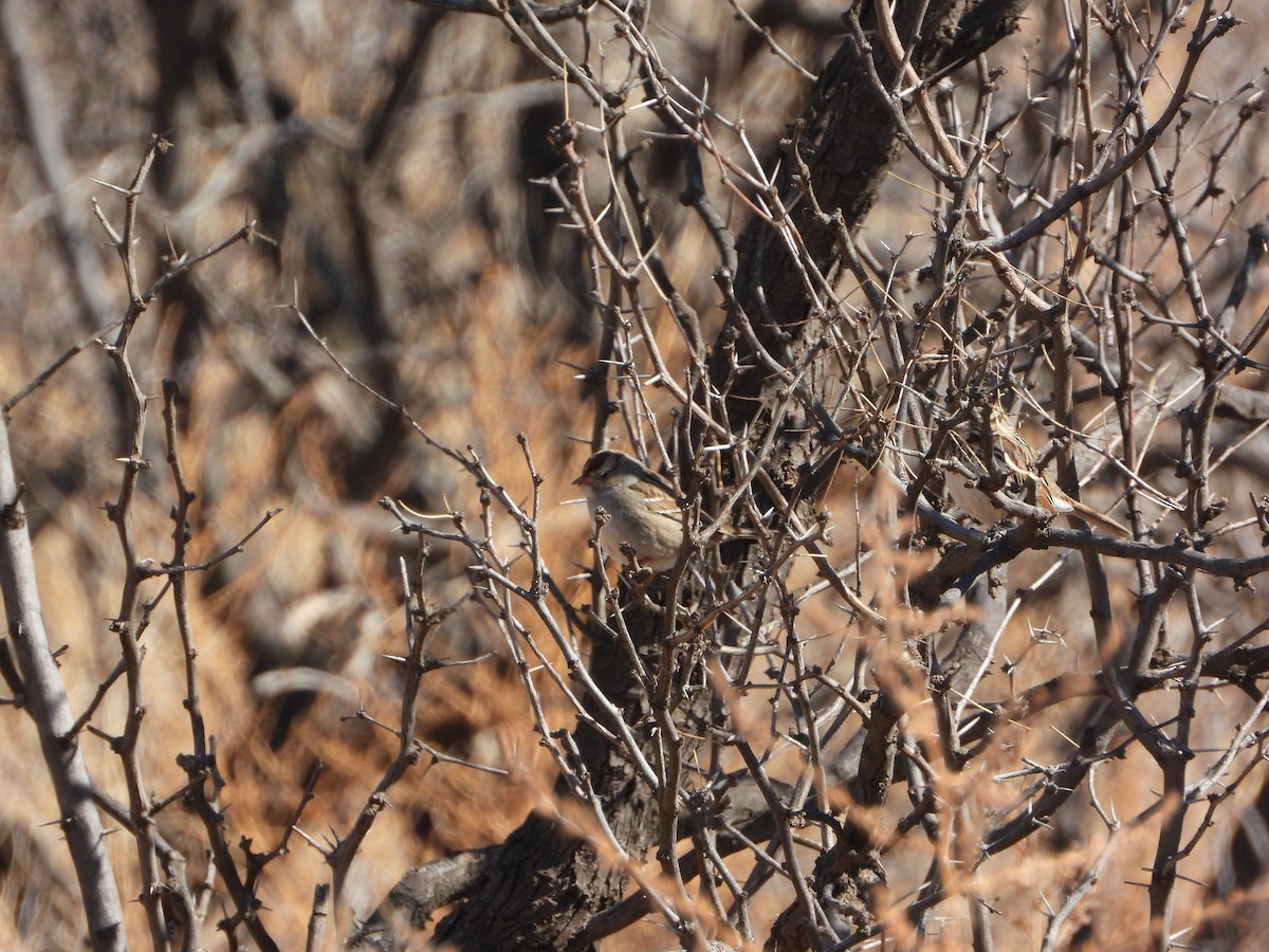 White-crowned Sparrow - ML425830641