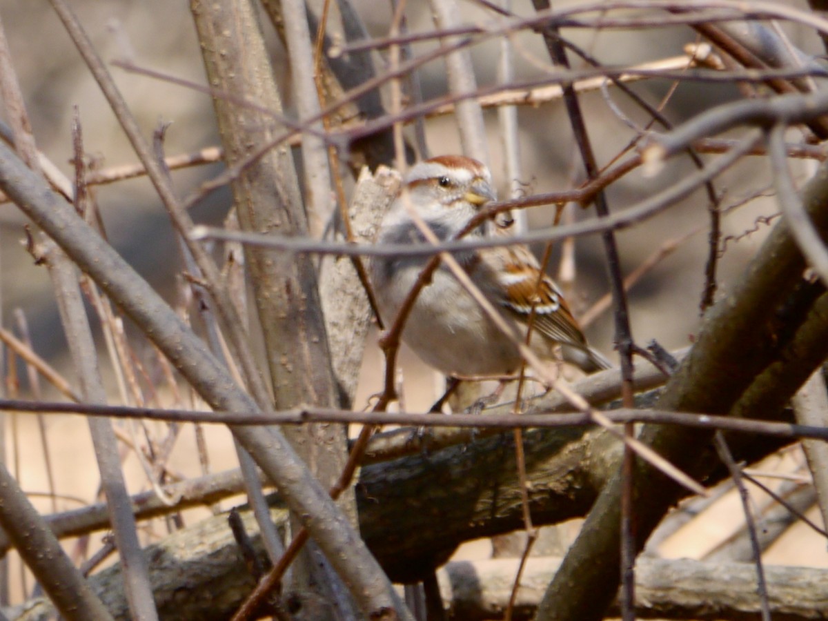 American Tree Sparrow - ML425830961