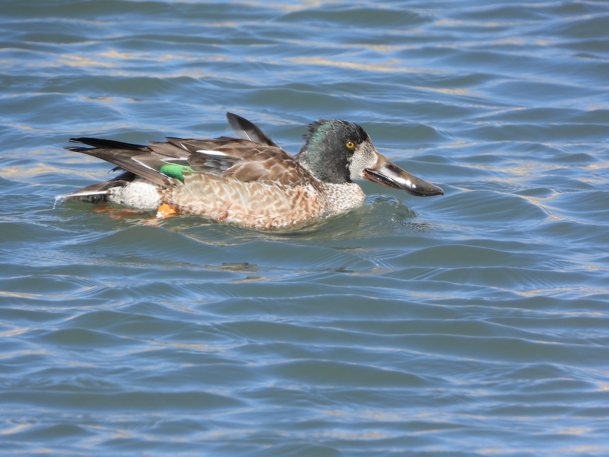 Northern Shoveler - ML425831021