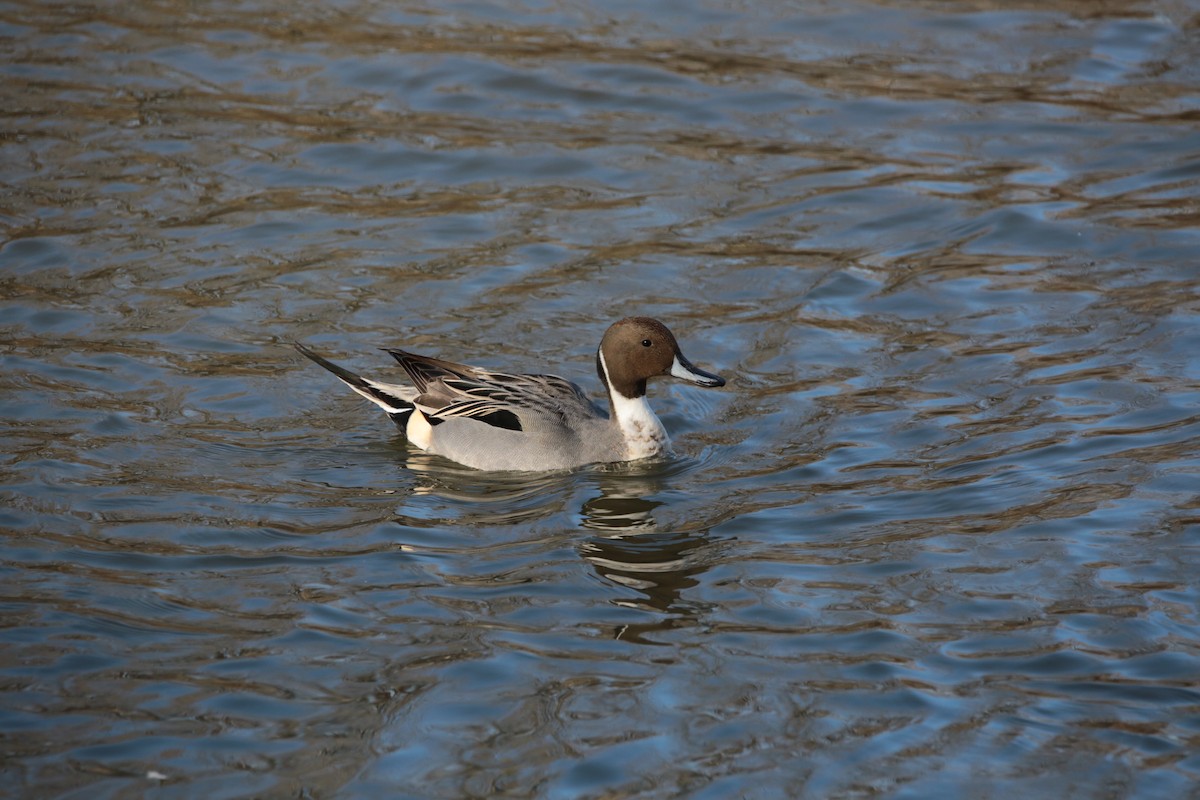 Northern Pintail - ML425831121