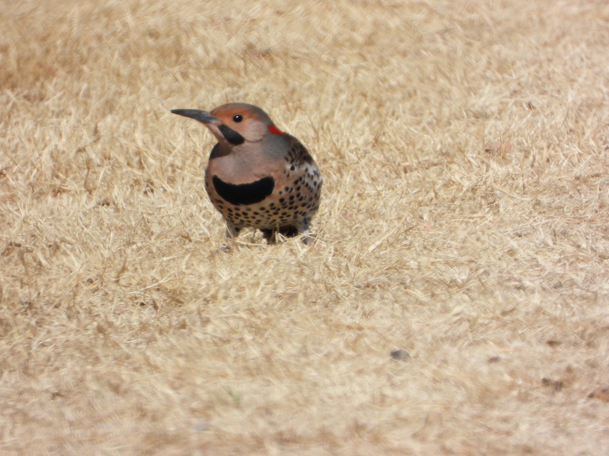 Northern Flicker - ML425831141