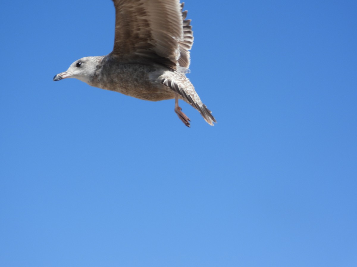 California Gull - ML425831551