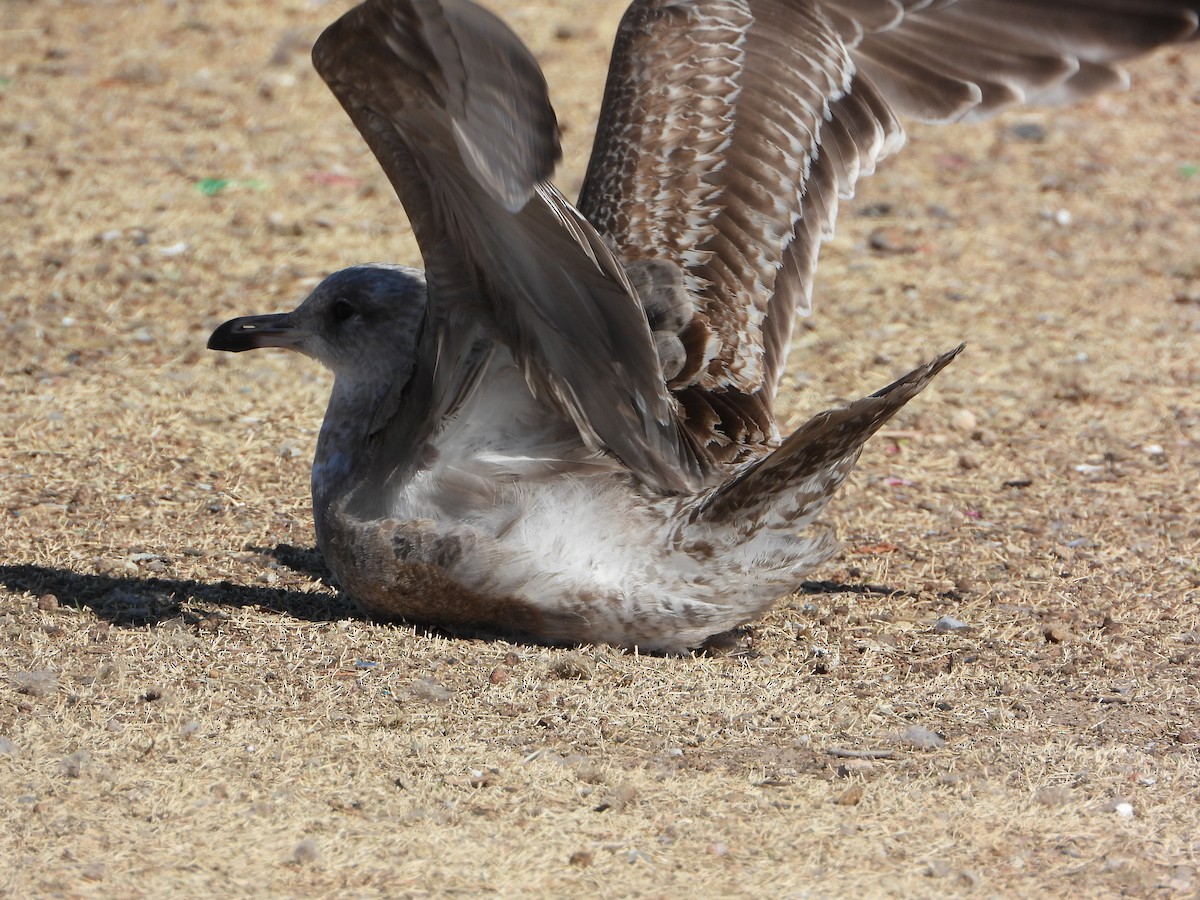 California Gull - ML425831611