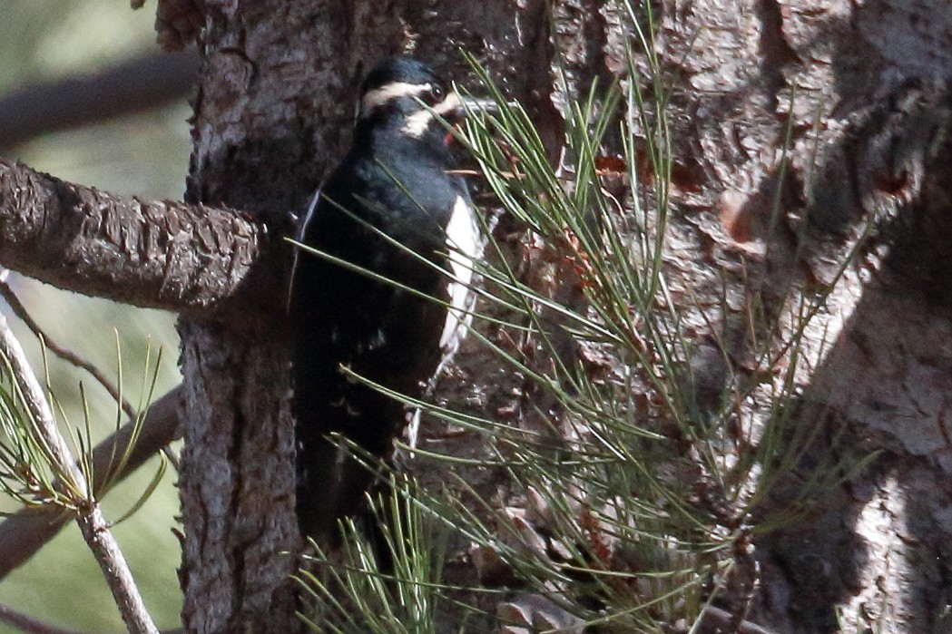 Williamson's Sapsucker - ML425832111