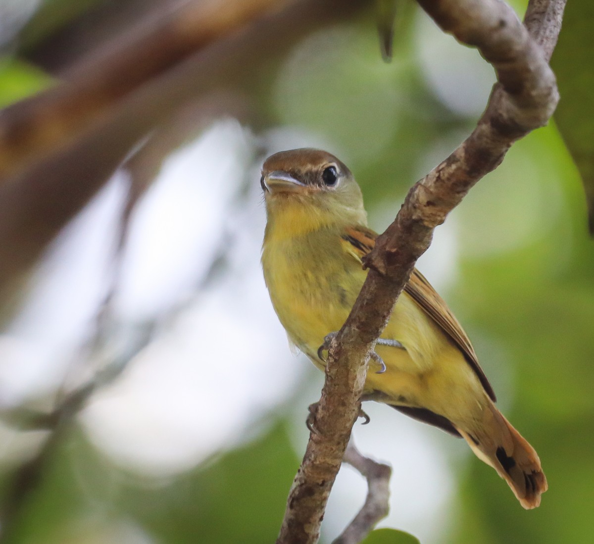 Black-capped Becard - Elby Anderson A Silva