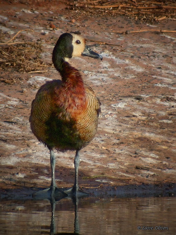 White-faced Whistling-Duck - ML425834911