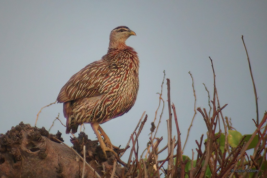 Double-spurred Spurfowl - ML425834961