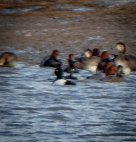 Lesser Scaup - ML425835041