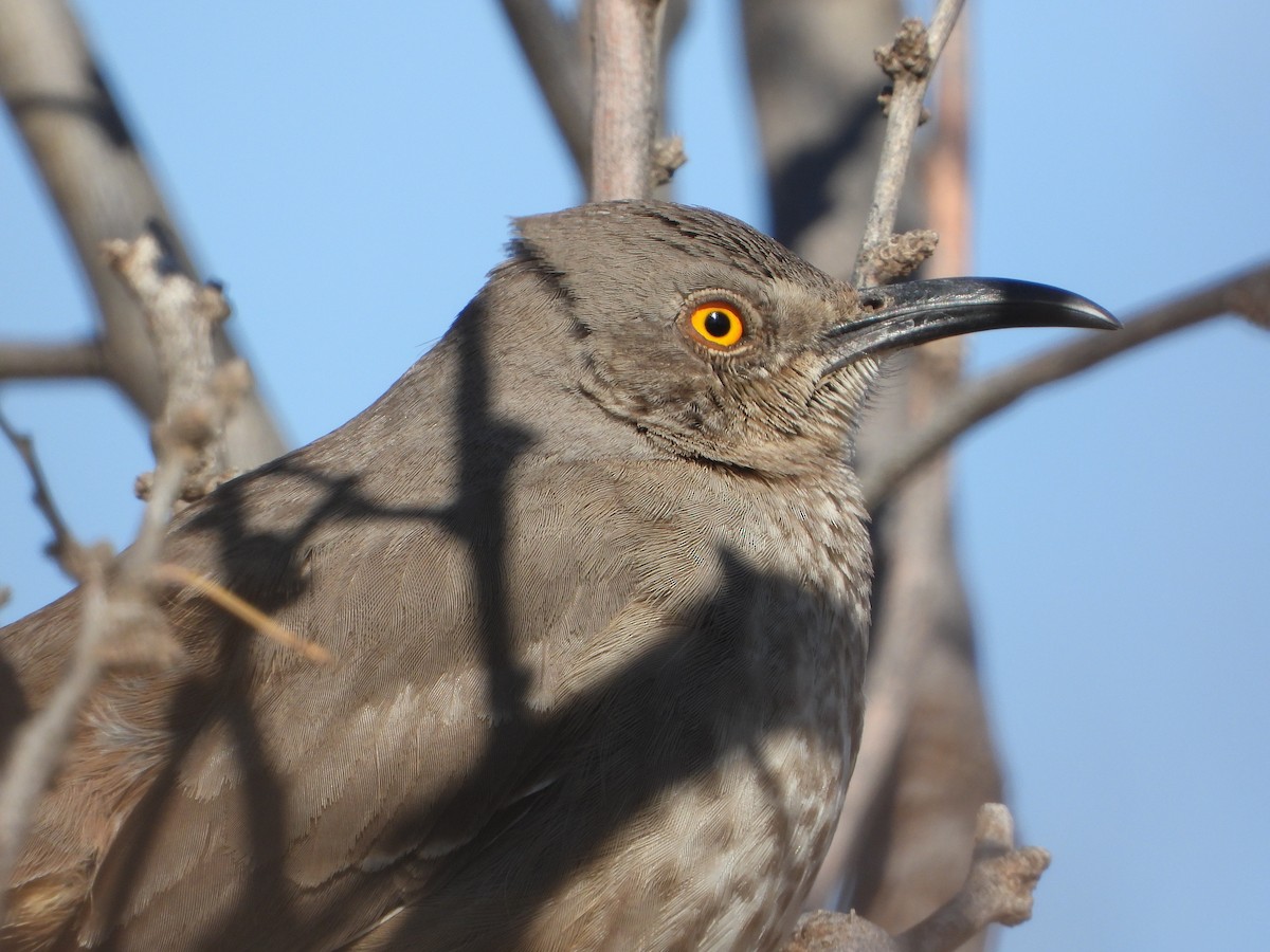 Curve-billed Thrasher - ML425835561