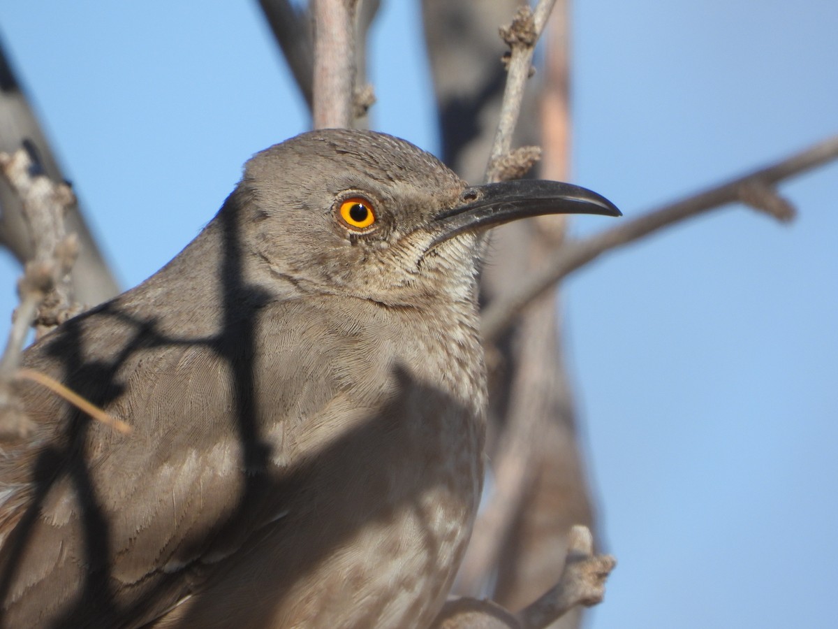 Curve-billed Thrasher - ML425835651