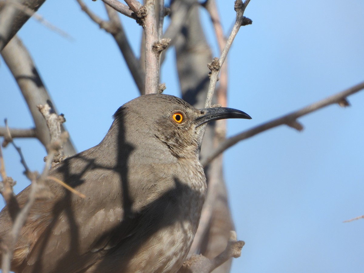 Curve-billed Thrasher - ML425835661