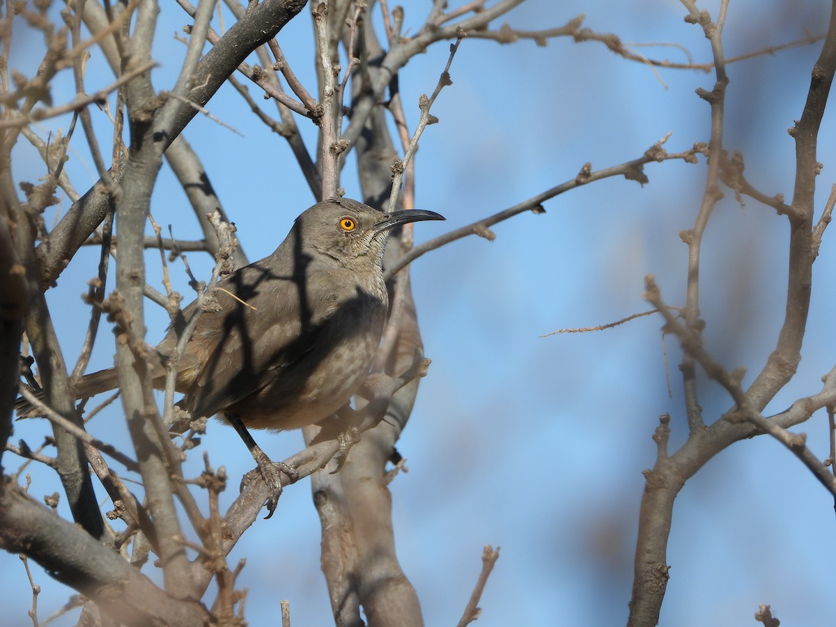 Curve-billed Thrasher - ML425835681