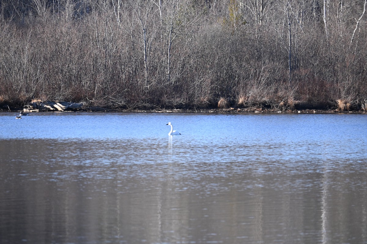 Tundra Swan (Whistling) - Brett Greenleaf