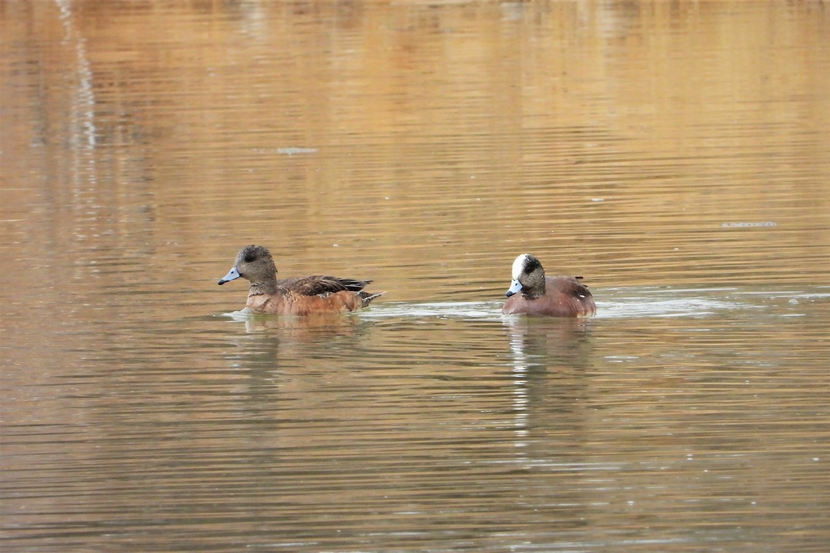 American Wigeon - ML425837581