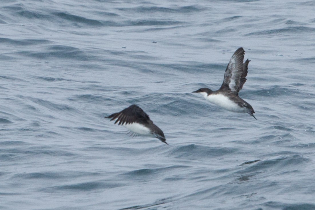 Craveri's Murrelet - ML425837691