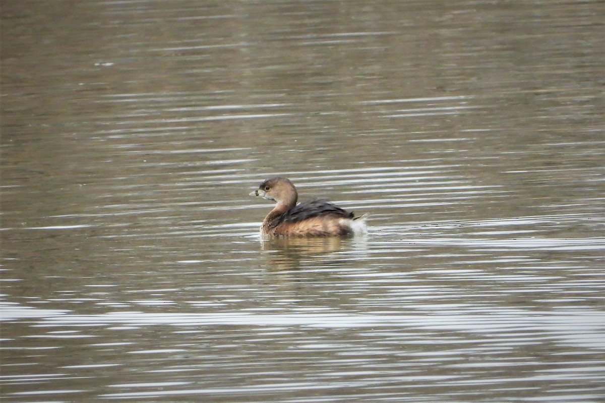 Pied-billed Grebe - ML425837821