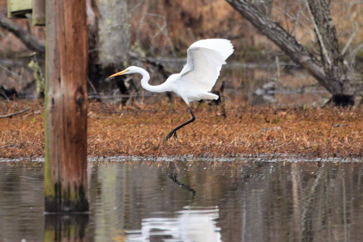 Great Egret - ML425839211