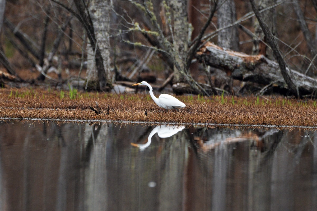 Great Egret - ML425839221