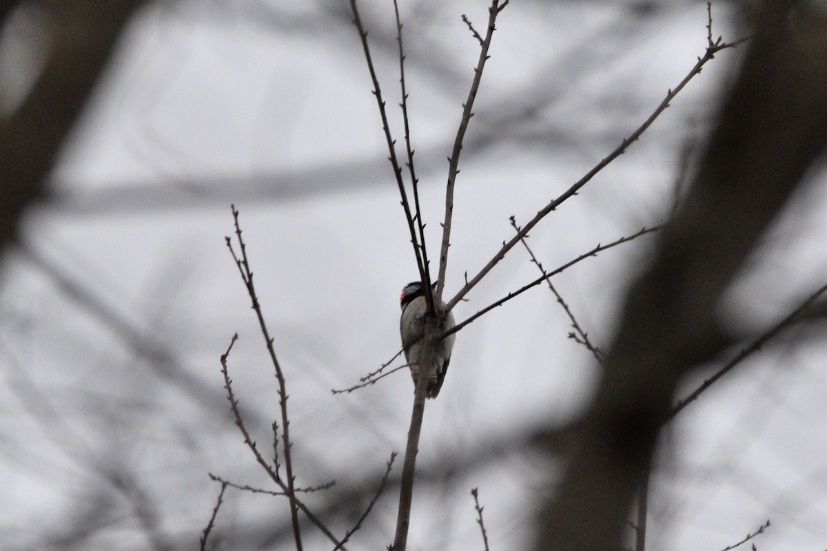 Downy Woodpecker - ML425839811