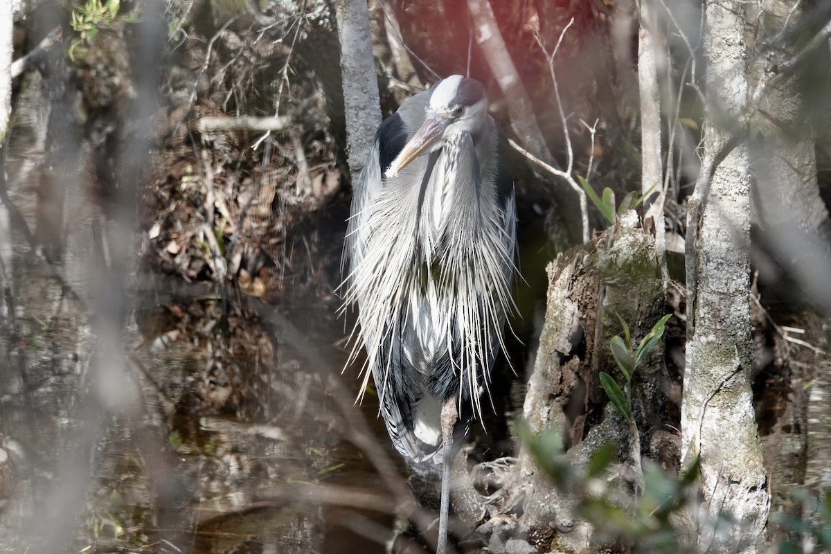 Great Blue Heron - ML425840021