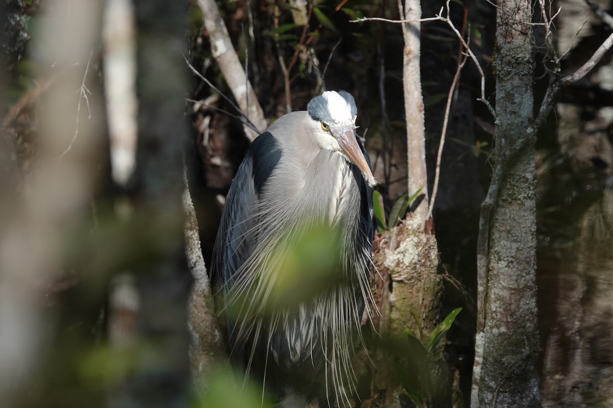 Great Blue Heron - ML425840221