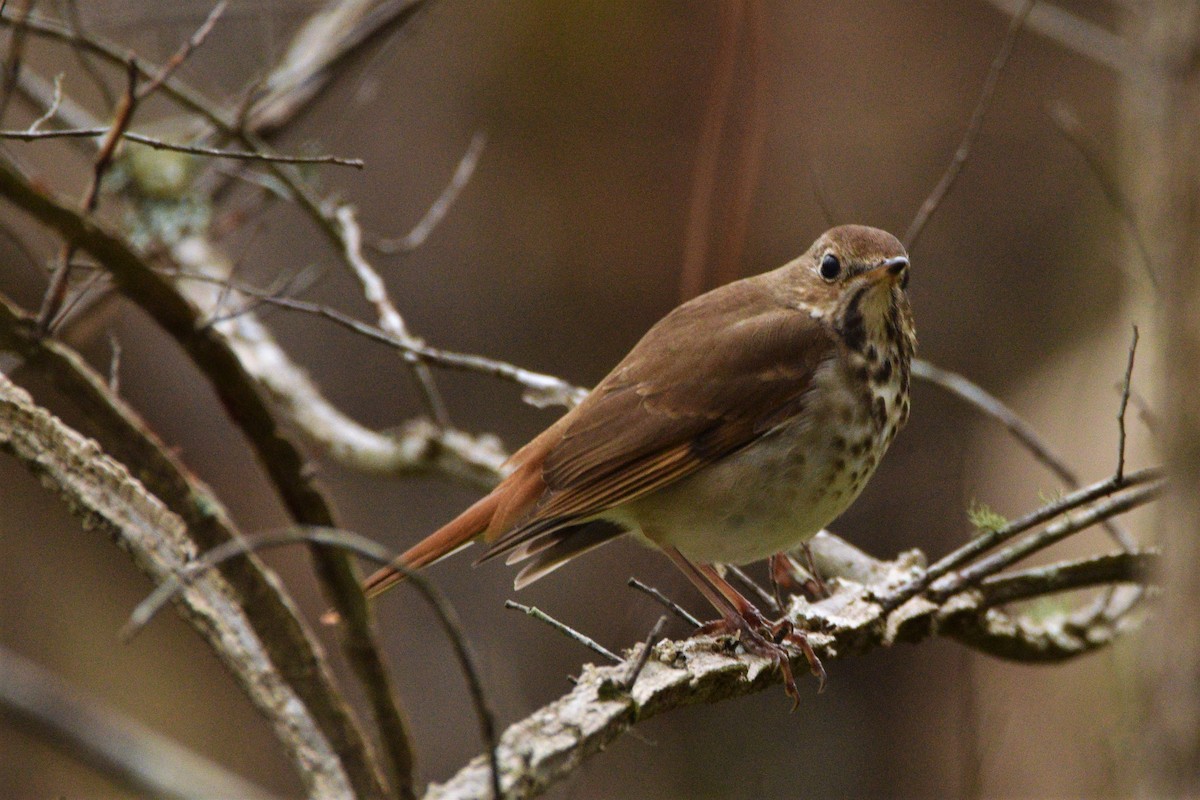 Hermit Thrush - Gerri McLaughlin