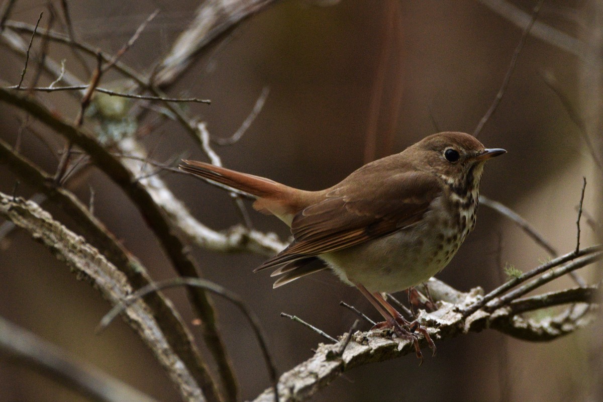 Hermit Thrush - ML425840261