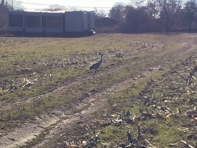 Sandhill Crane - ML42584031