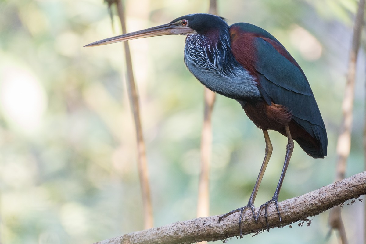 Agami Heron - Juan Miguel Artigas Azas