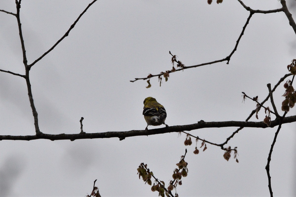 American Goldfinch - ML425840411