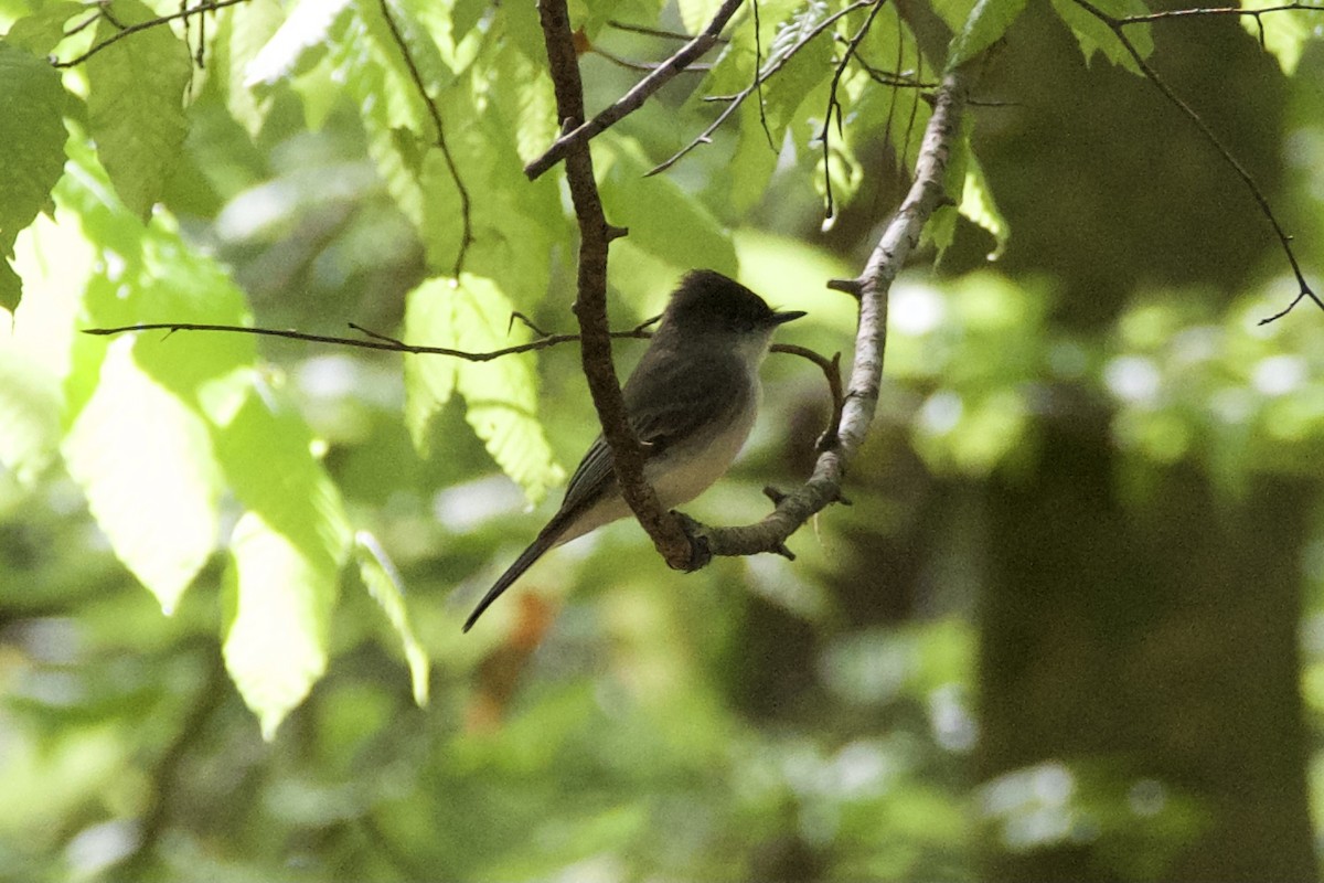 Weißbauch-Phoebetyrann - ML425841481