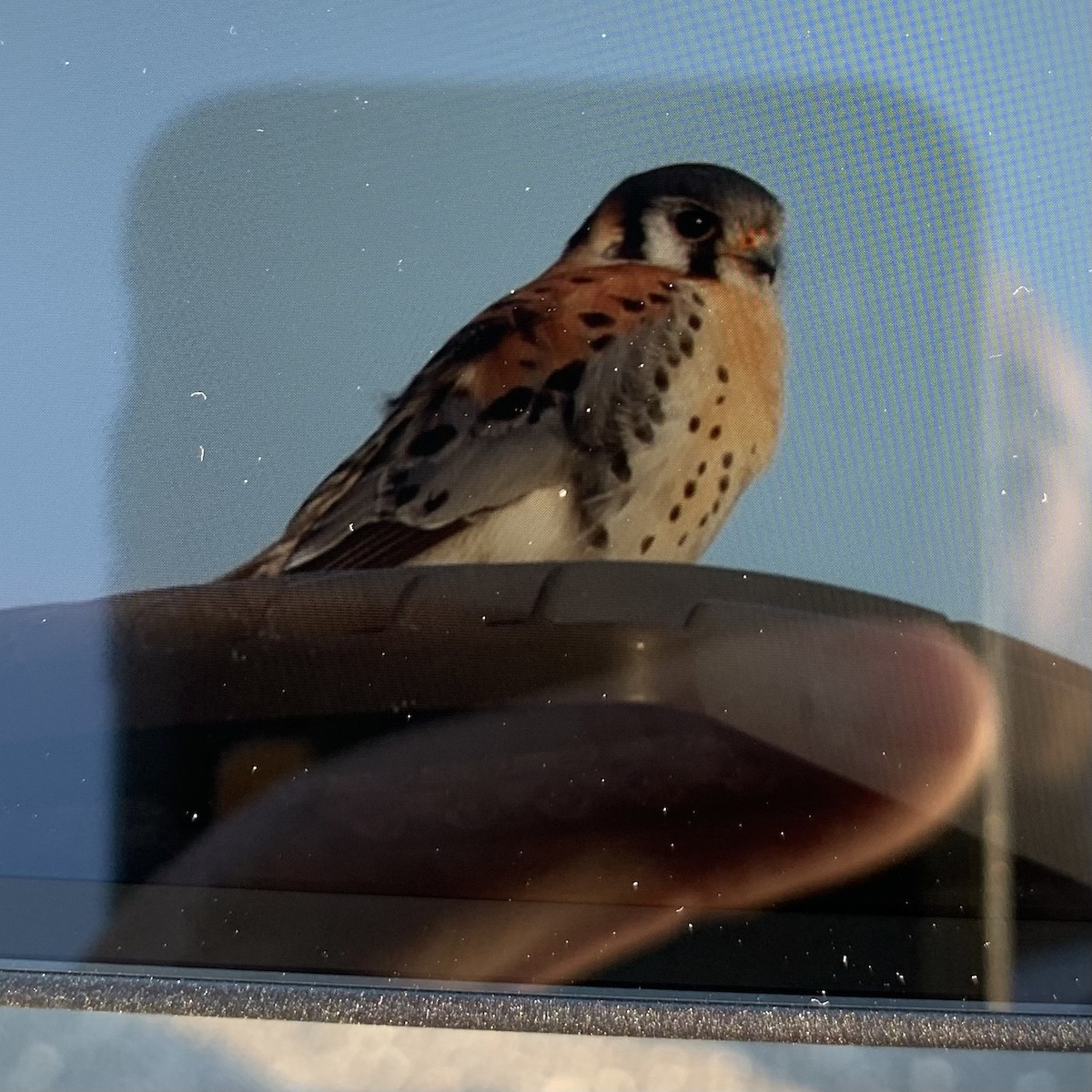 American Kestrel - ML425843511