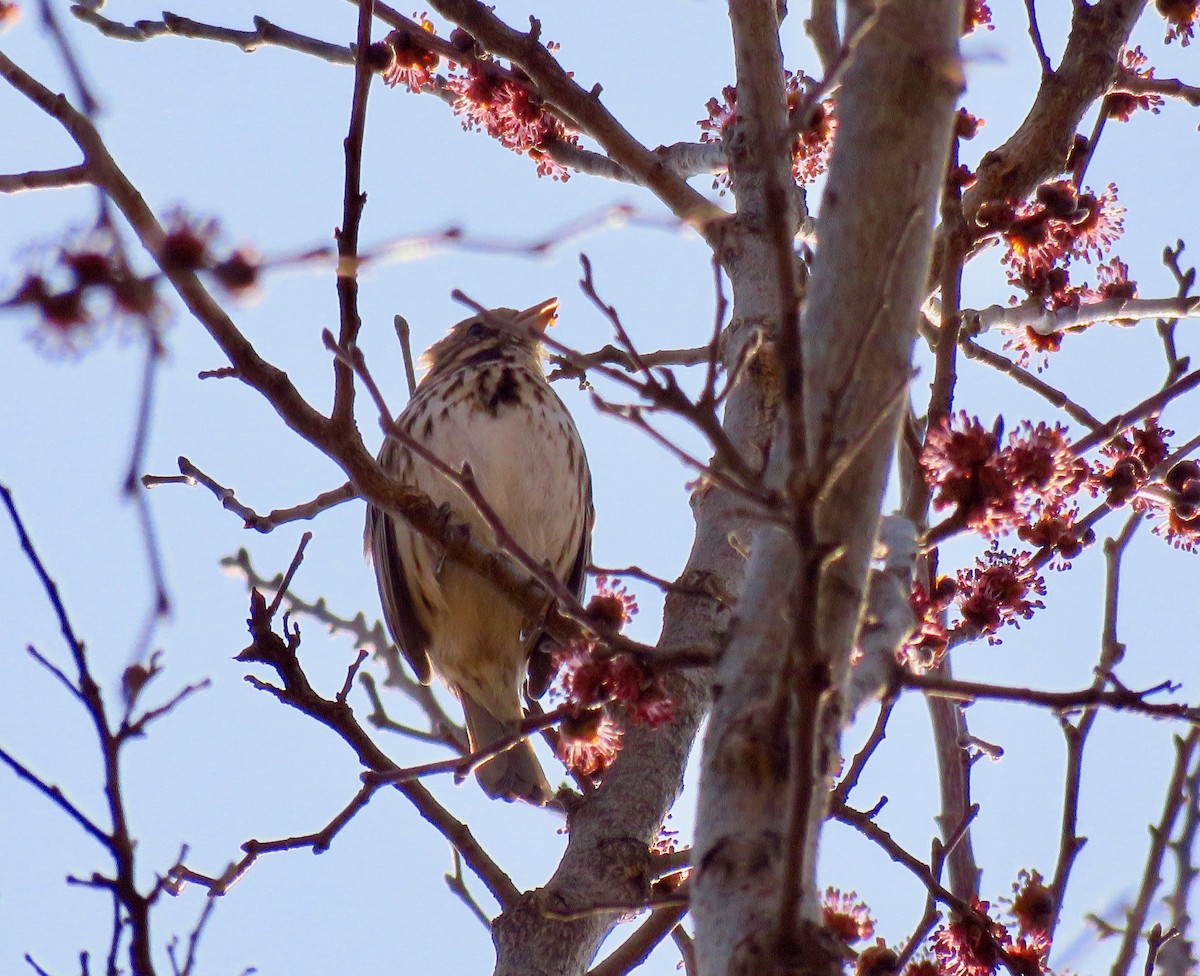 Song Sparrow - ML425844611