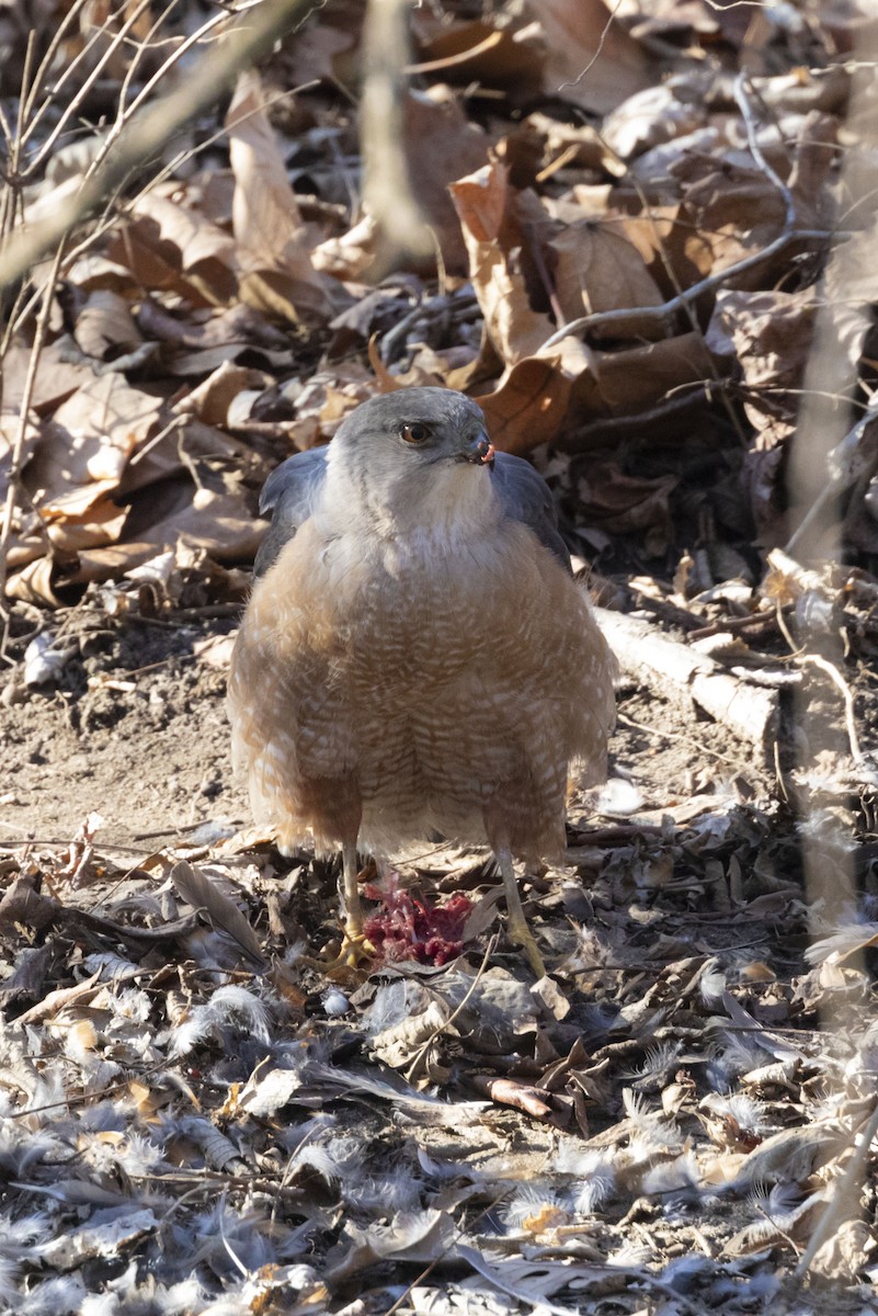 Cooper's Hawk - Doug McDonald