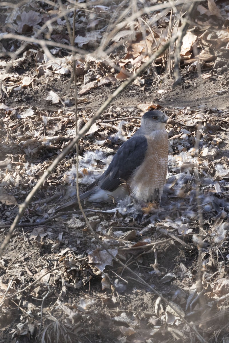 Cooper's Hawk - ML425846881