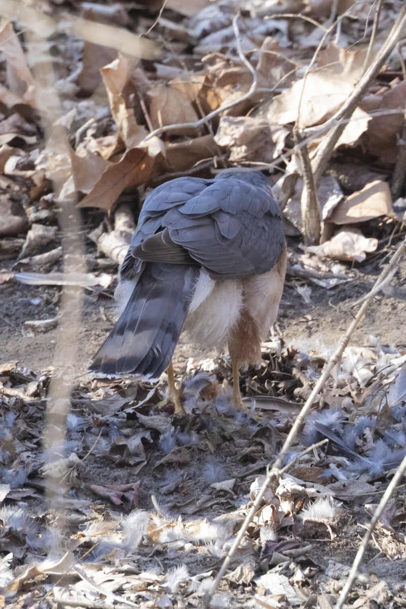 Cooper's Hawk - ML425846891