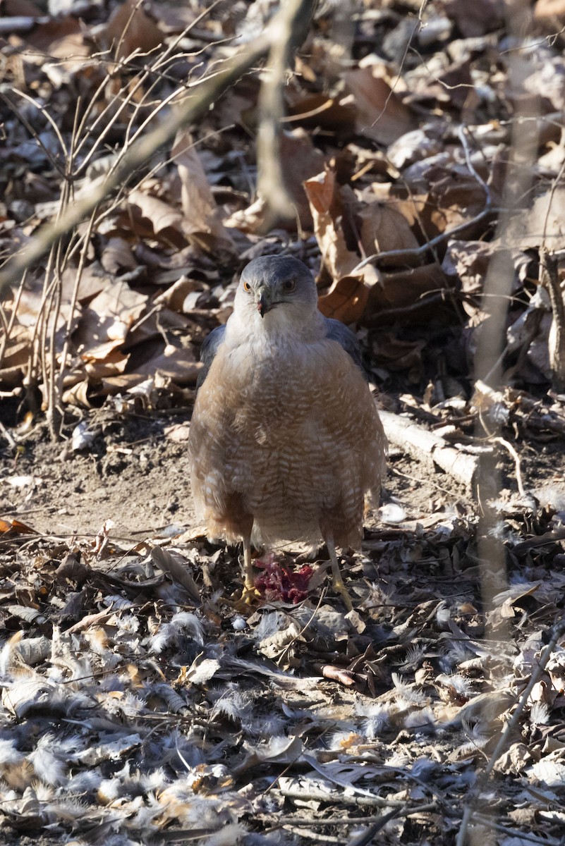 Cooper's Hawk - ML425846901